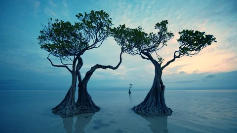 Beautiful dancing trees in Walakiri beach at sunrise clip 4K, Sumba Stock Footage 113046828