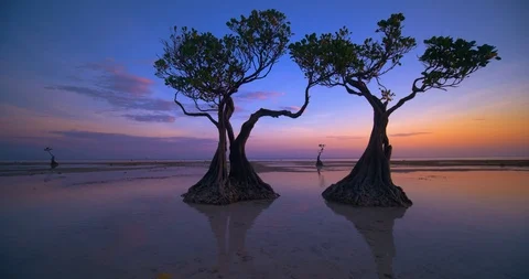 Beautiful dancing trees in Walakiri beach at sunrise clip 4K, Sumba Stock Footage 113065109