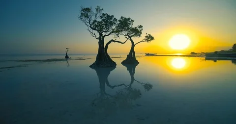 Beautiful dancing trees in Walakiri beach at sunrise clip 4K, Sumba Stock Footage 113065377