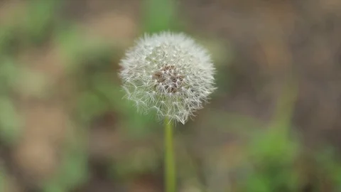 Beautiful Dandelion 1 Video stock 91569257