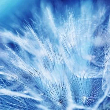 Beautiful dandelion background Stock Photos