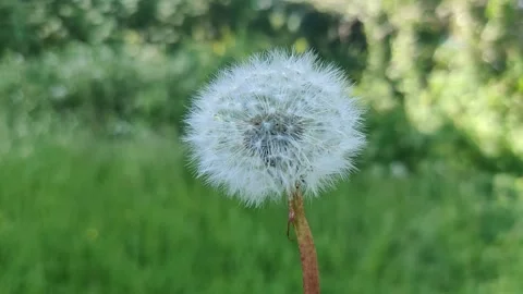 BEAUTIFUL DANDELION BLOWING IN THE WIND Stock Footage 155552173