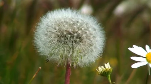 Beautiful Dandelion close-up HD Video stock 40715653
