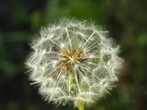 Beautiful dandelion flower. Macro. Botany. Stock Photos