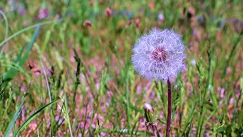 Beautiful dandelion Stock Footage 130444539