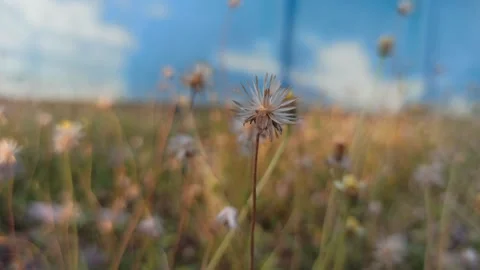 Beautiful dandelion Stock Footage 276210341