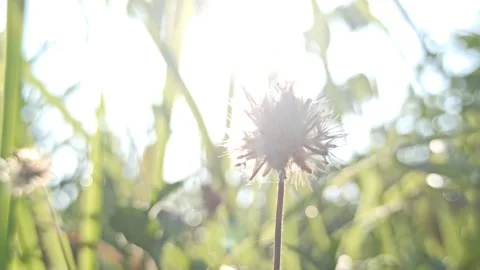 Beautiful dandelion Stock Footage 276221405