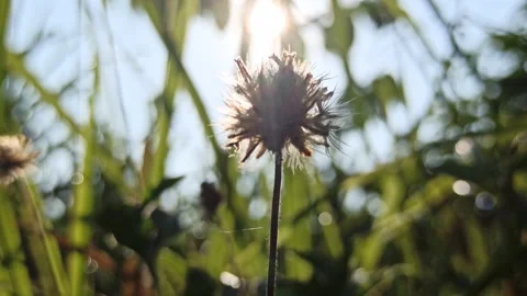 Beautiful dandelion Stock Footage 276221431