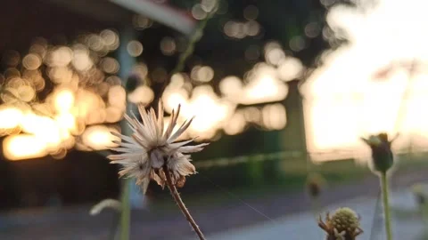 Beautiful dandelion Stock Footage 276221570