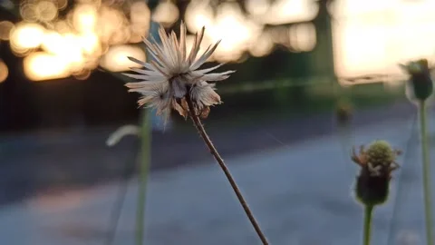 Beautiful dandelion Stock Footage 276221594