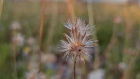 Beautiful dandelion Stock Footage 276221595