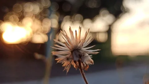 Beautiful dandelion Stock Footage 276221597
