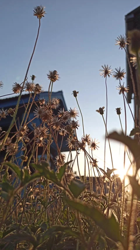 Beautiful dandelion Stock Footage 276221811
