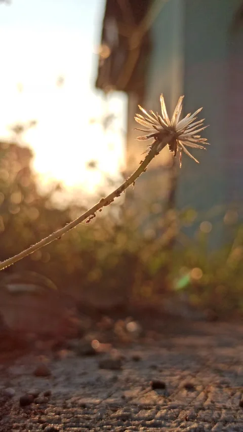 Beautiful dandelion Stock Footage 276221813