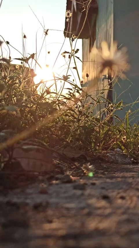 Beautiful dandelion Stock Footage 276221823