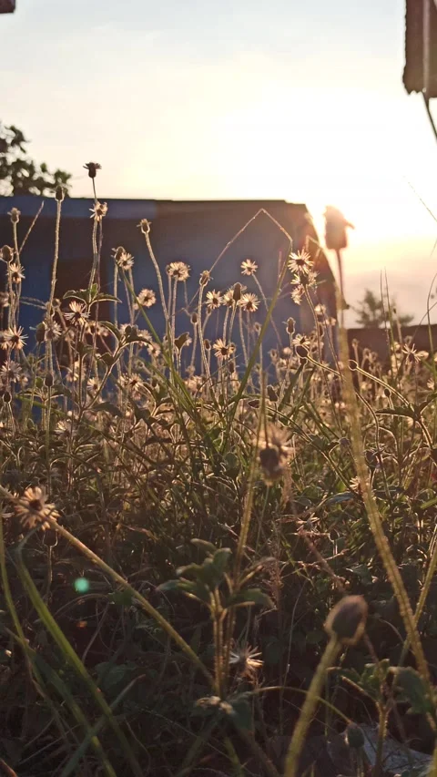 Beautiful dandelion Stock Footage 276221827