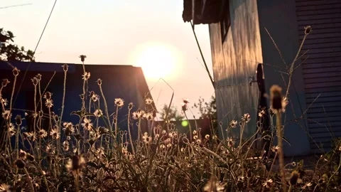 Beautiful dandelion Stock Footage 276221831