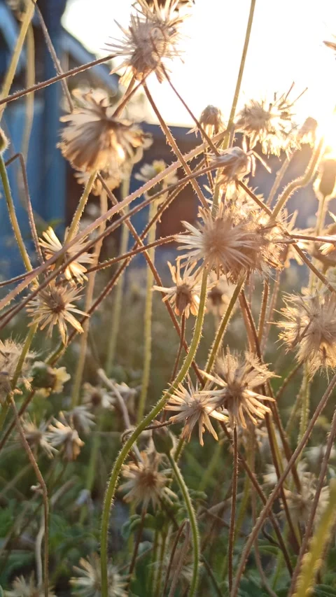 Beautiful dandelion Stock Footage 276221844