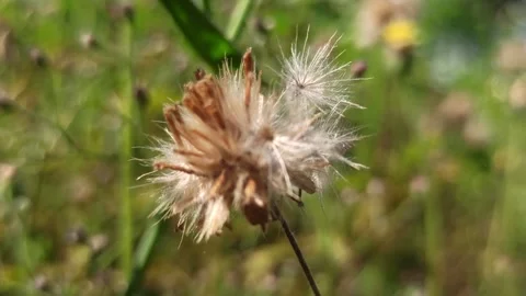 Beautiful dandelion Stock Footage 276221959