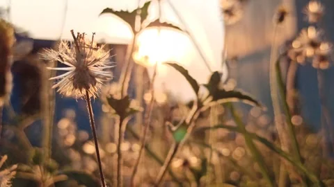 Beautiful dandelion Stock Footage 276743261
