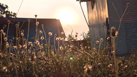 Beautiful dandelion Stock Footage 276743284