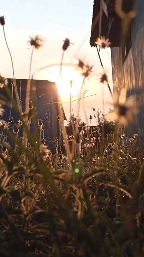 Beautiful dandelion Stock Footage 276743286