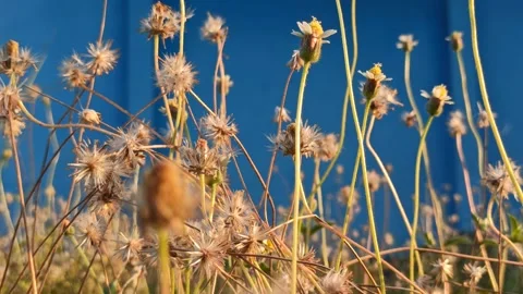 Beautiful dandelion Stock Footage 276743288