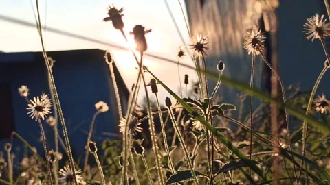 Beautiful dandelion Stock Footage 276743289