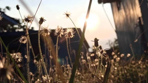 Beautiful dandelion Stock Footage 276743304