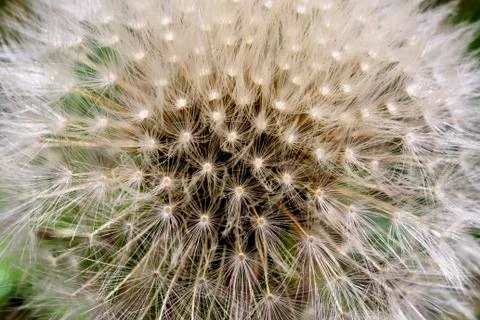 Beautiful dandelion macro Stock Photos