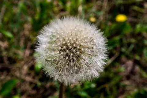 Beautiful dandelion macro Stock Photos