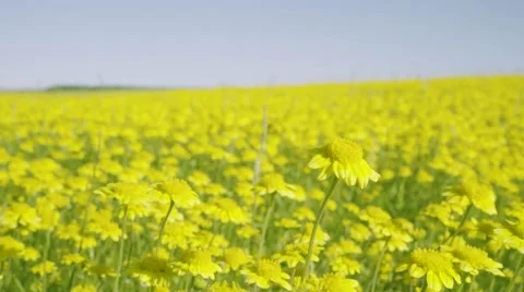 Beautiful Dandelion Meadow Stock Footage 63348225