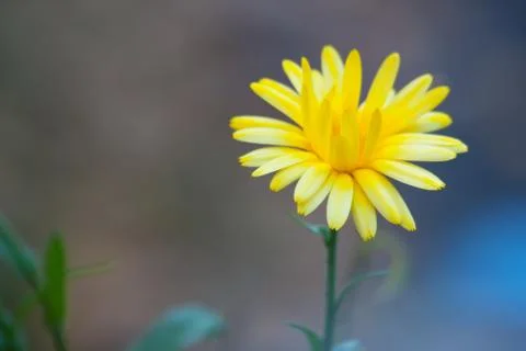 Beautiful dandelion Stock Photos