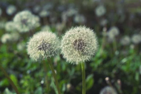 Beautiful dandelion Stock Photos