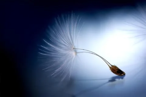 Beautiful dandelion seed macro with reflection. Dark and Soft light blue back Stock Photos