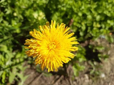 Beautiful Dandelion on the Spring Sun Stock Photos