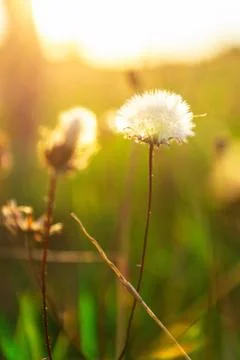 Beautiful Dandelion in the sunset backlight Stock Photos
