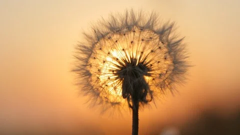 Beautiful Dandelion in the Sunset Stock Footage 89738857