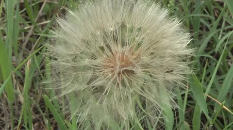 Beautiful dandelion weed. Video stock 7747805