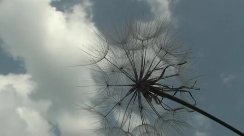 Beautiful dandelion weed. Stock Footage 7753145
