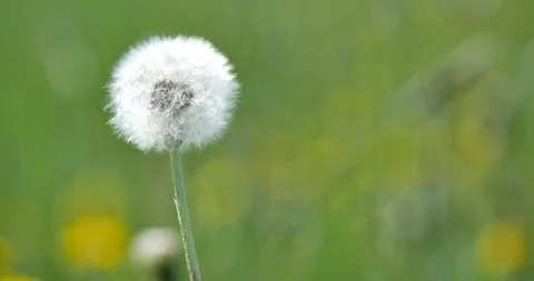 Beautiful dandelions in spring sunlight. Video stock 90437020