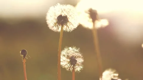 Beautiful dandelions in spring sunlight. Stock-Footage 132031183