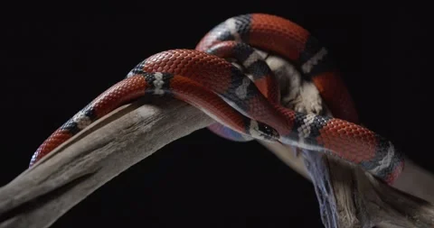 Beautiful dangerous snake crawling on a tree branch, coral snake, venomous, 4k Stock Footage 158296498