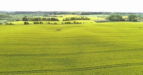 Beautiful danish field Video stock 107646789