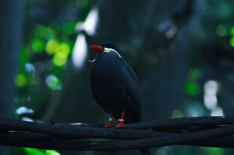 Beautiful dapper bird Stock Photos