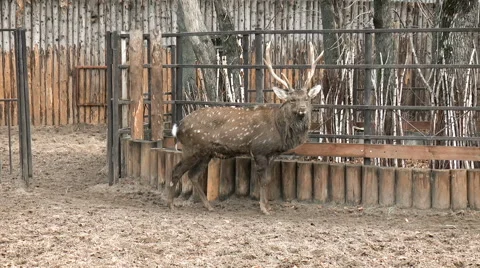 Beautiful Dappled deer looking into the camera. Mammals Stock Footage 68312933