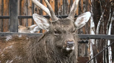 Beautiful Dappled deer looking into the camera. Mammals Stock Footage 68312999