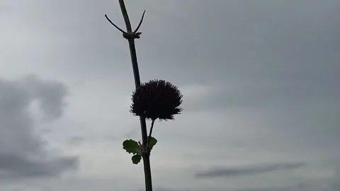 Beautiful dark cloudy clouds with wild thistle flowers in the meadow Stock Footage 239461024