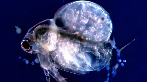 Beautiful Dark Field Microscopy of Water Flea Swimming 動画素材 317835558