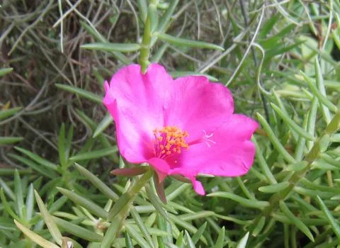 Beautiful dark pink portulaca oleracea flower for background. Stock Photos